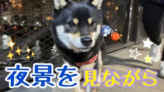 豆柴 / 浅草の夜景を見ながら夜お散歩！【柴犬】Take a walk with Shiba Inu dogs while watching the night view