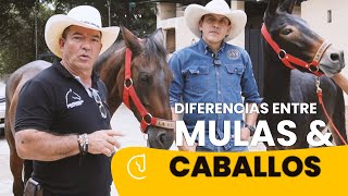 Diferencias entre MULAS & CABALLOS - Jaime Taborda