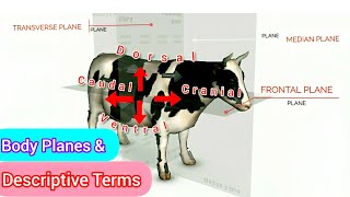 Veterinary Anatomy Terminology Basics (vet school)