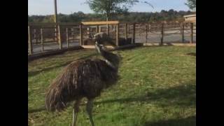 Meeting Ostriches and Emus at the Ararat Ridge Zoo