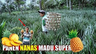 Harum Dan Manis - Begini Cara Panen Nanas Madu Dan Cara Mengupas Nanas Dengan Cepat (Terbaru 2020)