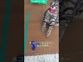 猫のハンドスピナーのリアクションが可愛すぎる