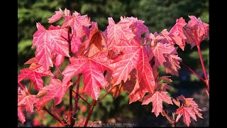 Acer macrophyllum 'Mocha Rose'