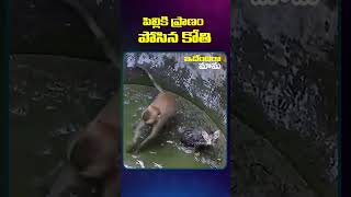 పిల్లికి ప్రాణం పోసిన కోతి  #monkey #motivationalvideos #ammu__555