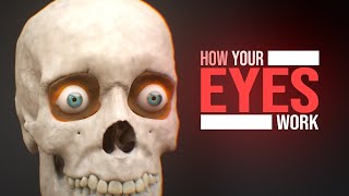 How the Human Eye Works! (Animation)