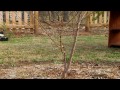 fruit tree rootstocks