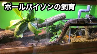 【ボールパイソン】飼育環境をお見せします！【新ケージ】