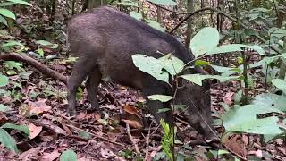 Singapore Wild Boar