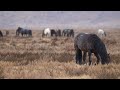 Stock Video - Wild Horses grazing through the Utah desert