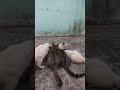 Taking a rest time #shortvideo #cat #anakkucinglucuimutgemesin