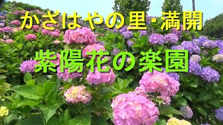 かざはやの里・満開　紫陽花の楽園（動画）