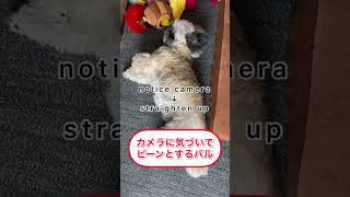 （可愛い犬）伸びをするシーズー犬バル君～Shihtzu straighten up～ #shorts