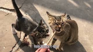 一根猫薄荷棍引发的战争，连孩子都未能幸免！#分享 #猫咪 #记录真实生活