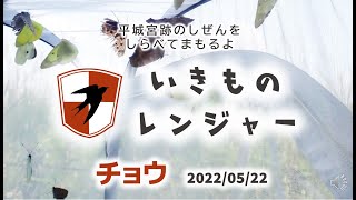 【平城宮跡いきものレンジャー】チョウ　2022/05/22