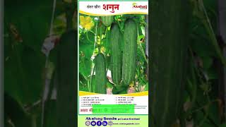 AKSHAY SEEDS CUCUMBER SHAGUN