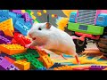 🛑 Hamster Maze with Colorful Traps 🐹 Best Compilation OF Mr Hamster #70