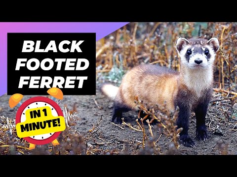 What animals are related to the black footed ferret?