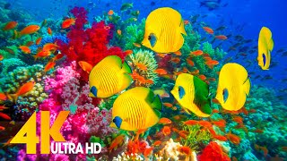 Under Red Sea 4K 🐳 Incredible Underwater World - Tropical Fish, Coral Reefs, Jellyfish Aquarium