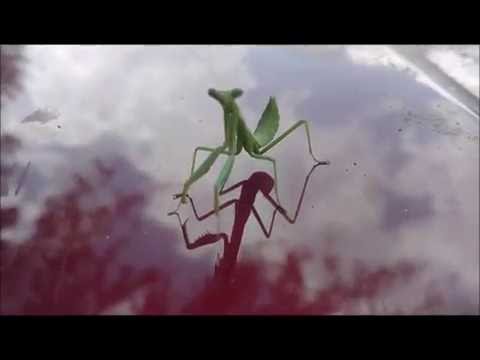 prayng mantis prayng mantis