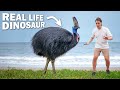 Face-to-face with DEADLIEST BIRD on Earth