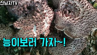 2021년 9월12일 능이버섯 산행! 산남자 약초 송이 능이 버섯 산행 항암 자연 건강 mushroom