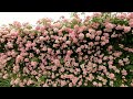 四季の里の紫陽花 福島市 ・2022 06 23