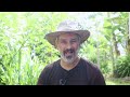 planting corn beans and cassava in the vegetable garden milpa