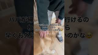 嬉し過ぎて出た唸り声が可愛すぎた笑#shorts #ゴールデンレトリバーおもち🐶