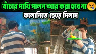 লাভ বার্ড পাখি খাঁচা আর পালন করা হবে না😢কলোনিতে ছেড়ে দিলাম || love birds cage || Birds of village