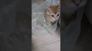 아기고양이 앞에서 쓰레기를 비우면 안되는 이유!   #고양이 #아기고양이 #웃긴영상 #유머 #cat