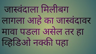 जास्वंदला मिलीबग झाला आहे तर मग करा ही ऑरगॅनिक फवारणी @happygardening06