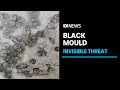 Black mould an invisible threat growing behind walls of flood-affected homes | ABC News