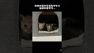 子猫の体調が急変。