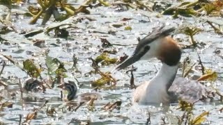 뿔논병아리 암수 포란과 헤엄치는 새끼들 육추 Great Crested Grebe brooding eggs and swimming chicks  | Podiceps cristatus