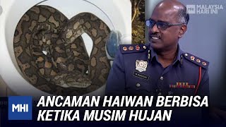 Ancaman Haiwan Berbisa Ketika Musim Hujan | MHI (21 Disember 2020)