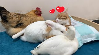 Amazing! The hen and the duck witnessed the love between the kitten and the rabbit! Cute and funny!