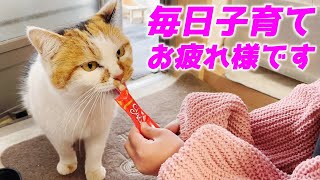 子育てを頑張っている三毛母猫をお家に招待してちゅ～るを贈呈しました…♡[三毛母猫と子猫]