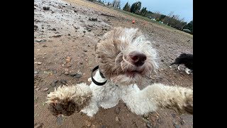 Momo | 1.5 Year Old Lagotto Romagnolo | Best Trained Dogs of OR | Portland OffLeash K9 Training