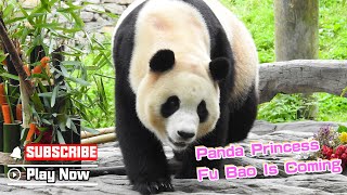 Giant Panda Fu Bao Officially Met The Public | iPanda