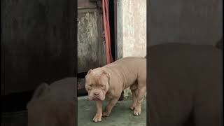 Dog's wants to play #youtubeshorts #shorts #trending #viralshort #trendingshorts #pitbul #dog