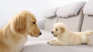 Golden Retriever Meets Puppy Just Like Him for The First Time