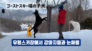 A video of having fun with a dog at a full-scale ski resort #dog