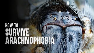 How to Survive Arachnophobia