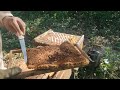 if you take this rescue tip into account working with africanized bees will be easy