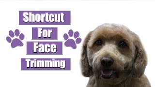 Dog Face Trimming | Pet Grooming Hack !