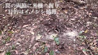 有害鳥獣駆除　アライグマ