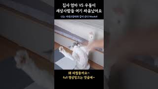 집사의 엄마와 고양이가 싸우면 누가 이길까? #cat