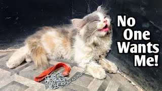 A  kitten ran into the store, searching for second chance. what happened next changed everything!