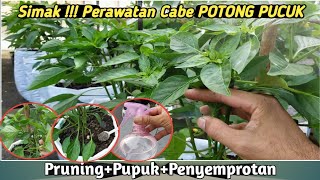 Teknik PRUNING+PEMUPUKAN+PENYEMPROTAN Cabai Agar Subur Dan Berbuah Lebat