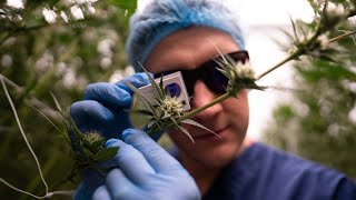 Inside secret £10m medicinal cannabis factory - guarded by ex-soldiers | SWNS